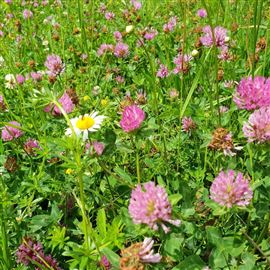 Herbal Ley Economy (CSAM3)